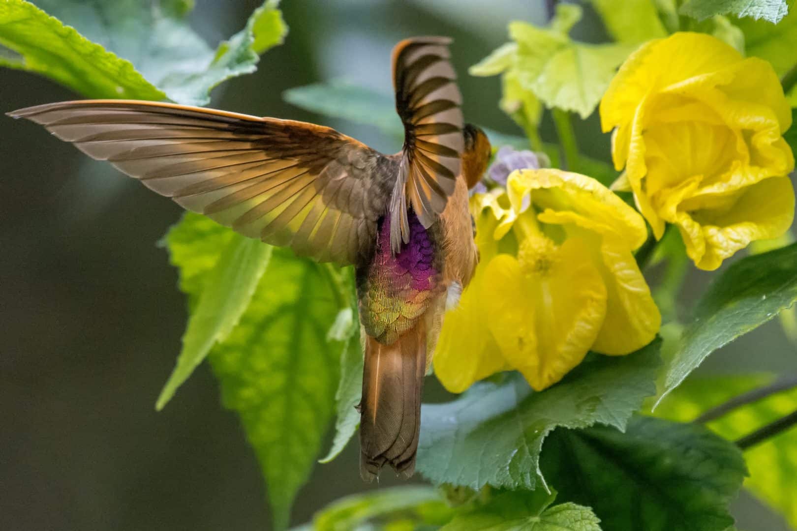 Beija-flor - características e curiosidades sobre o menor pássaro do mundo