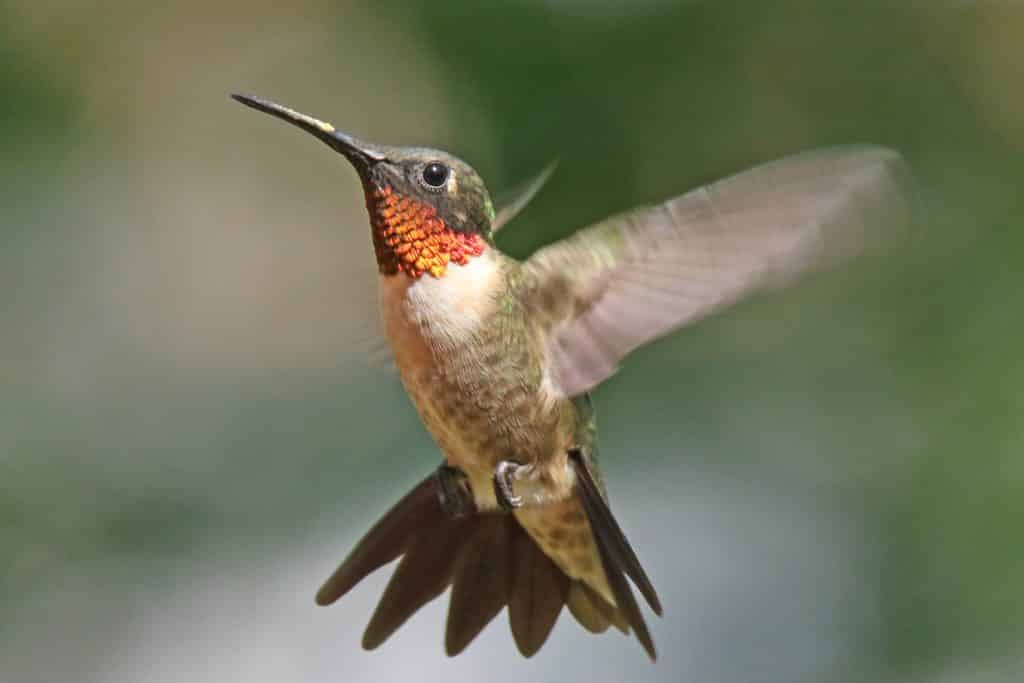 Beija Flor Caracteristicas E Fatos Sobre O Menor Passaro Do Mundo