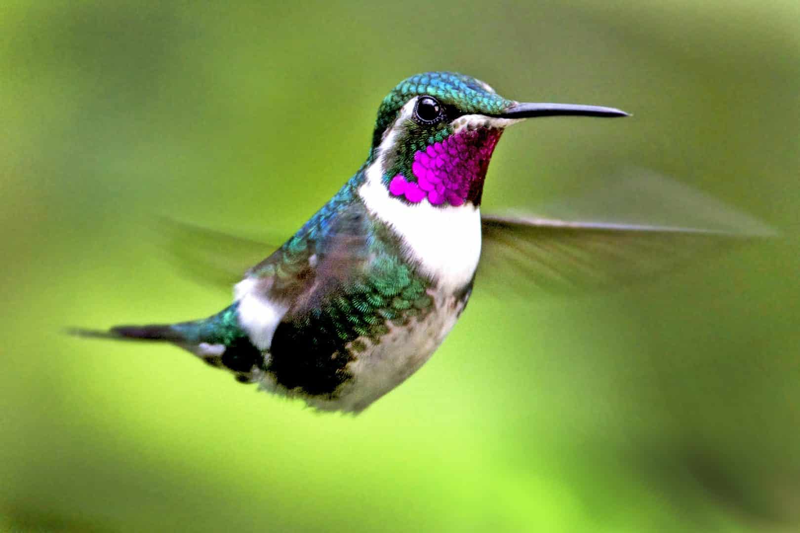 Beija-flor - características e curiosidades sobre o menor pássaro do mundo