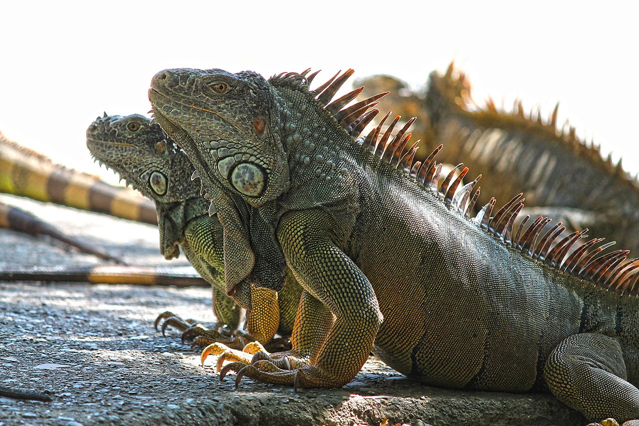 Iguanas - Qual seu habitat natural, qual sua origem e como vivem?