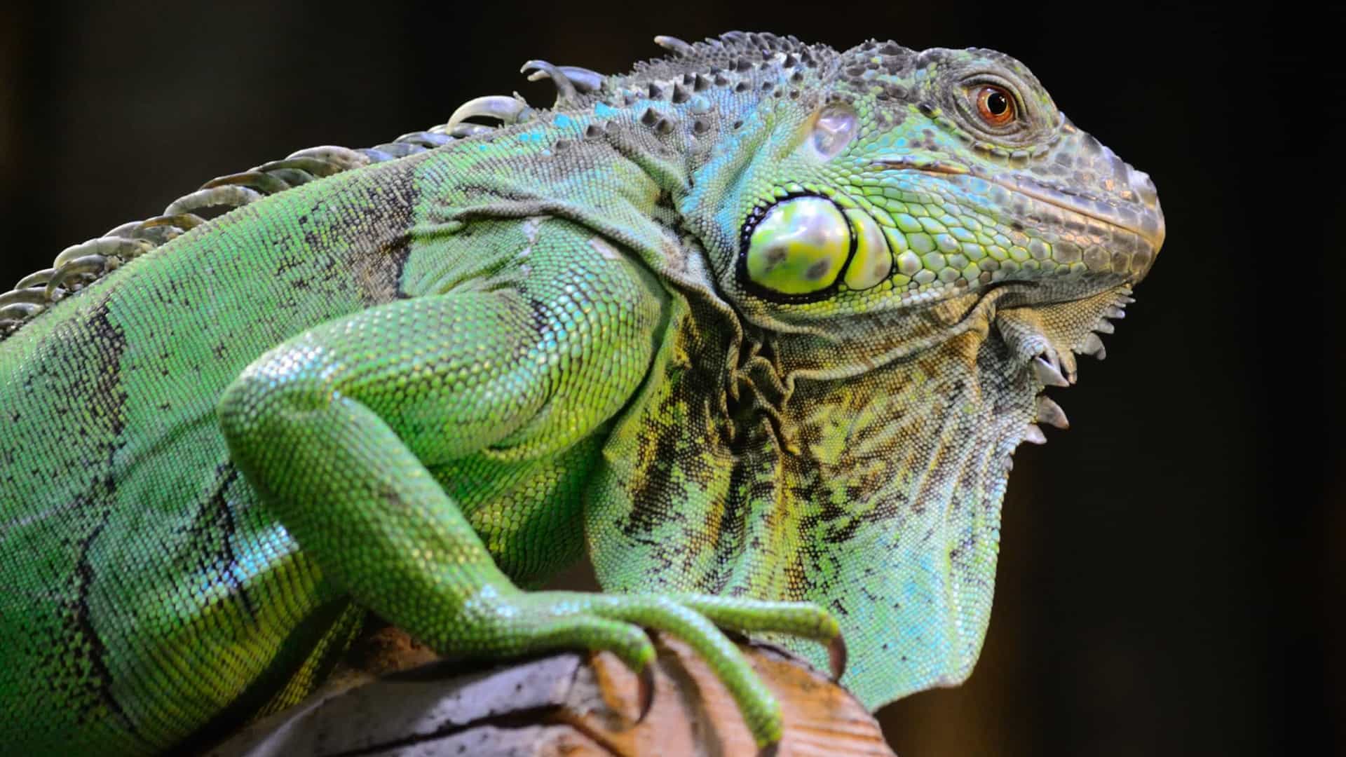 Iguanas - Qual seu habitat natural, qual sua origem e como vivem?