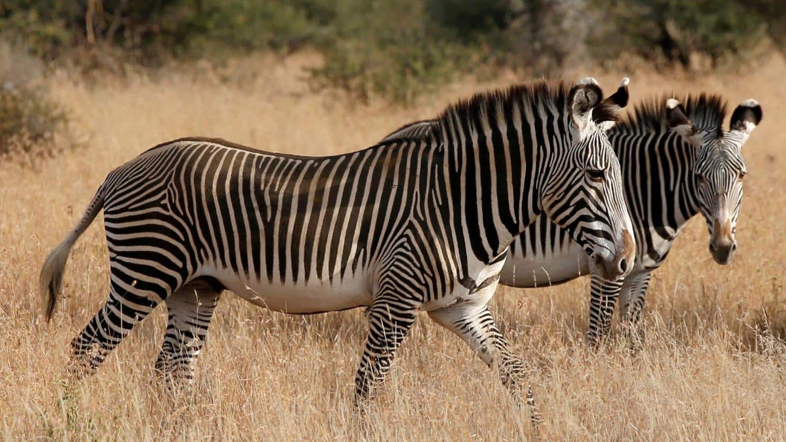 Listras das zebras - Características, pesquisas e função