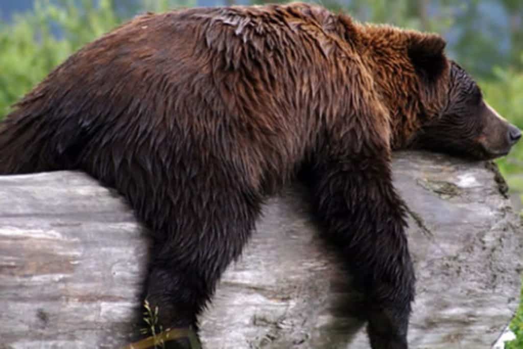 Ursos Características Hábitos Reprodução E Espécies 