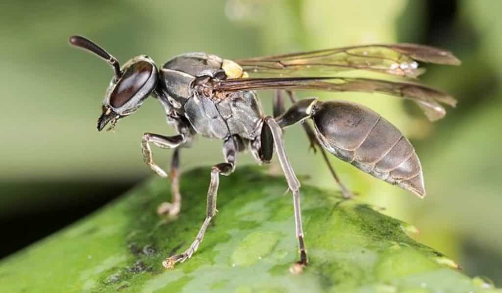 Vespa - Características, reprodução e como se diferencia das abelhas