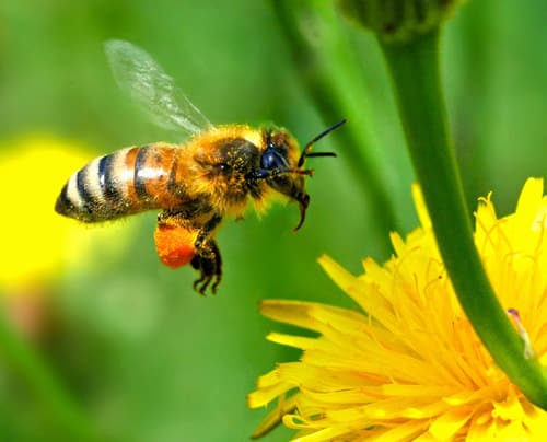 Abelhas - características, importância para a ecologia e produção de mel