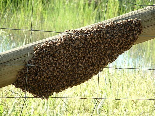 Abelhas - características, importância para a ecologia e produção de mel