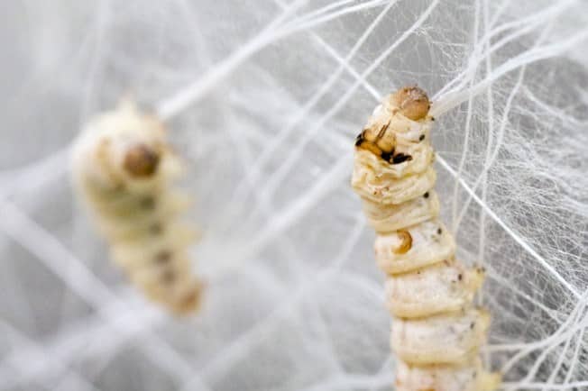 Bicho-da-seda - o que é, como vive e como produz fios de seda
