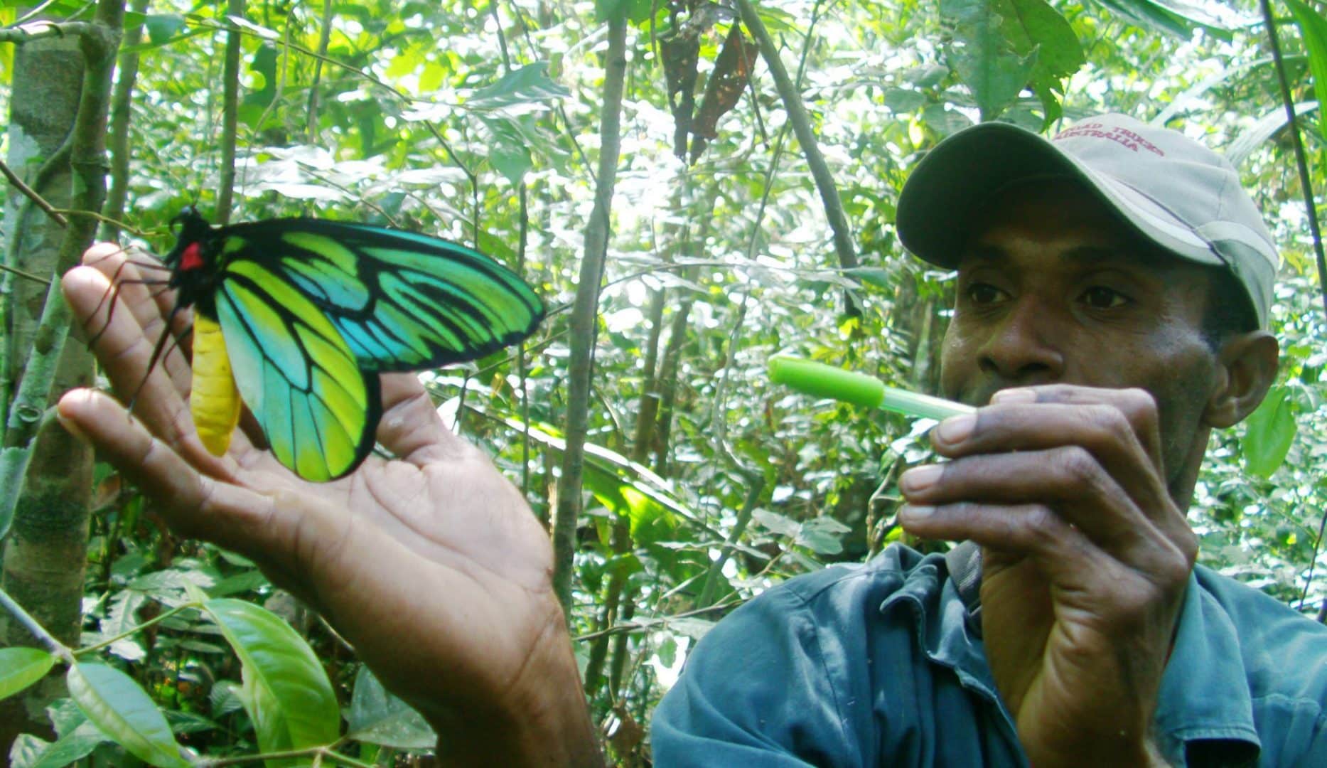Maior borboleta do mundo - características da espécie que passa de 30cm