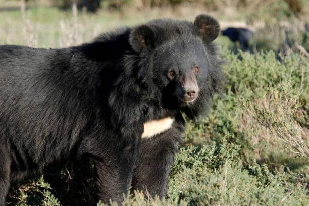 Ursos: características, hábitos, espécies, habitat