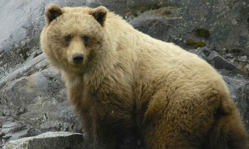 Ursos: características, hábitos, espécies, habitat