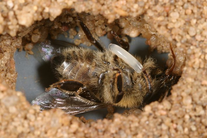 Vespa - Características, reprodução e como se diferencia das abelhas