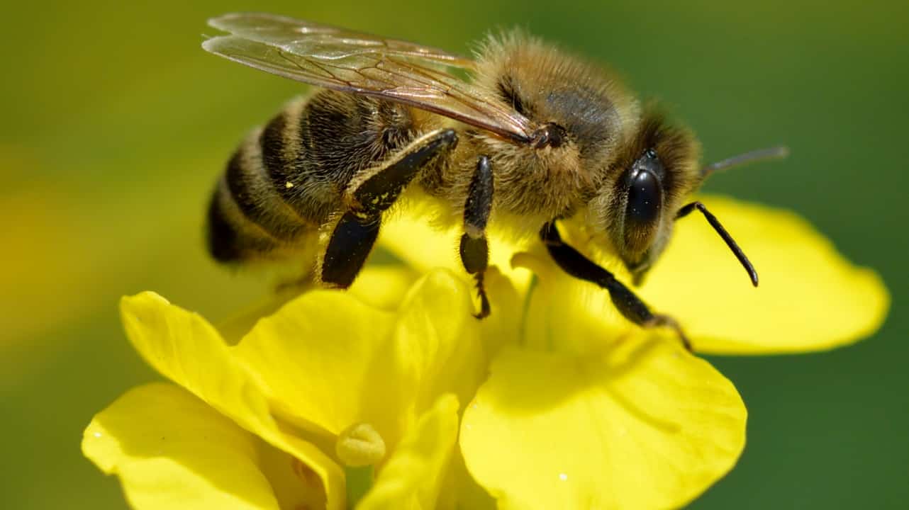 Vespa - Características, reprodução e como se diferencia das abelhas