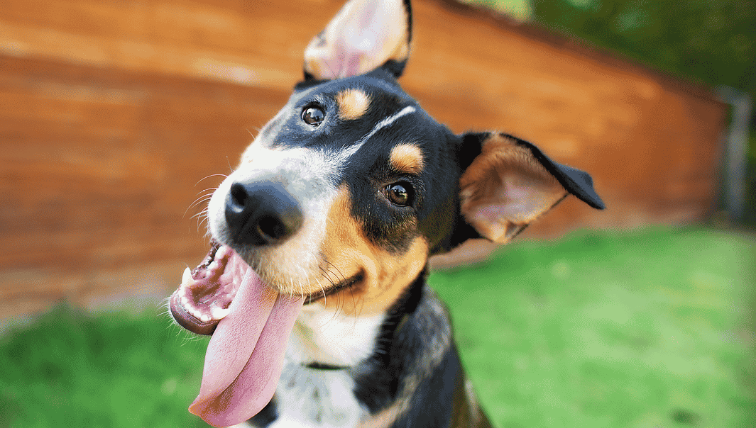 Curiosidades sobre cachorros - 22 fatos sobre os animais domésticos