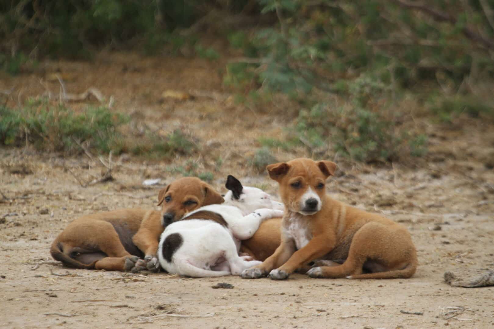 Curiosidades sobre cachorros - 22 sobres sobre os animais domésticos