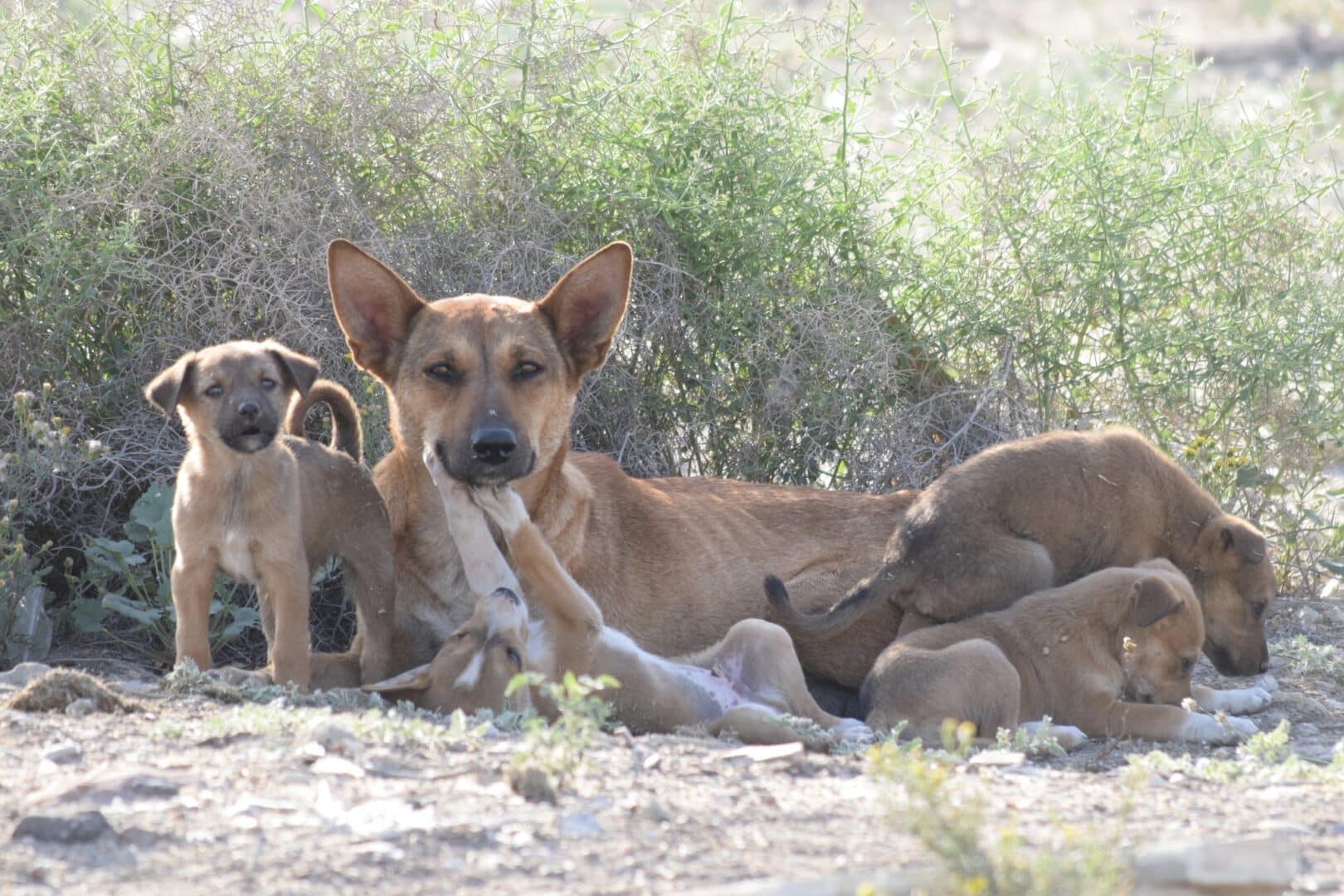 Curiosidades sobre cachorros - 22 sobres sobre os animais domésticos