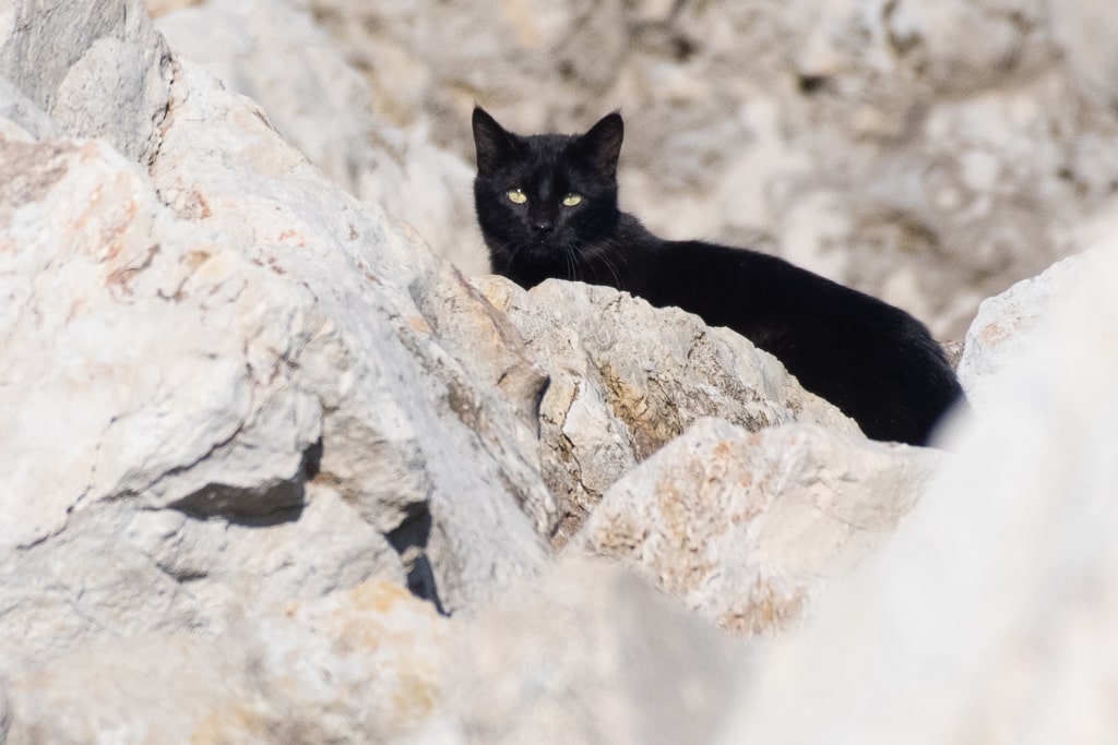 Curiosidades sobre gatos - 60 fatos sobre vida e hábitos dos felinos