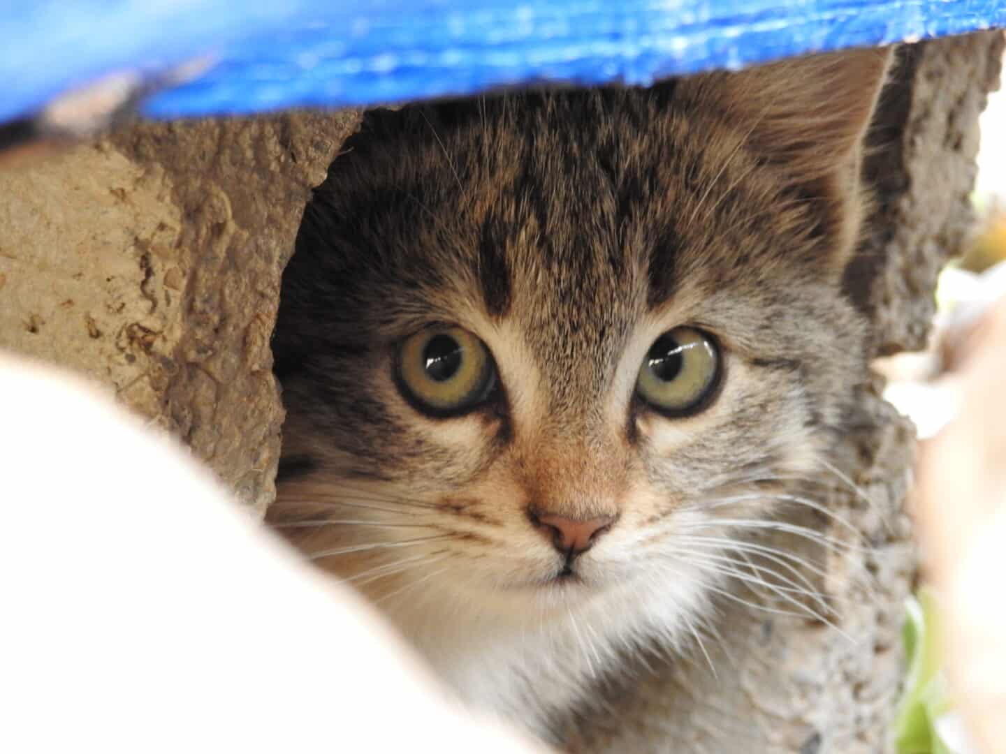 Curiosidades sobre gatos - 60 fatos sobre vida e hábitos dos felinos