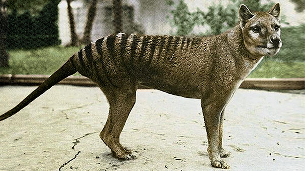 Lobo da Tasmânia - como viveu o extinto marsupial parecido com cachorro