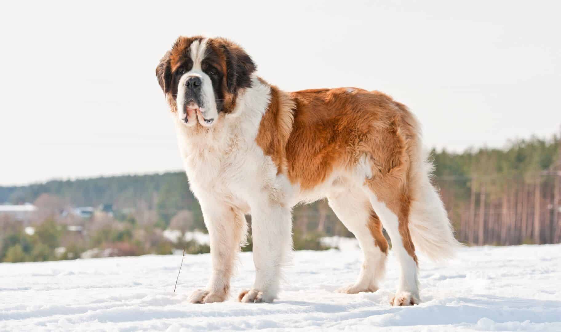 Zeus, o maior cachorro do mundo 