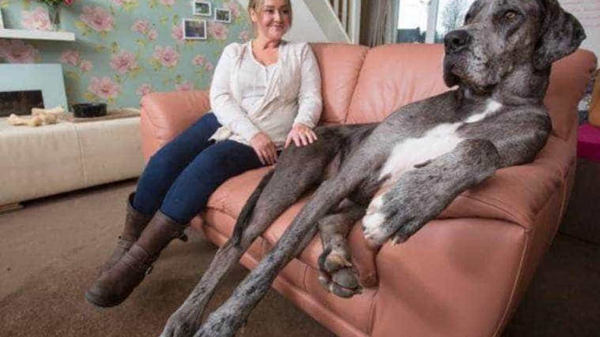 Maior cachorro do mundo, qual é? 16 cães grandes pra cachorro
