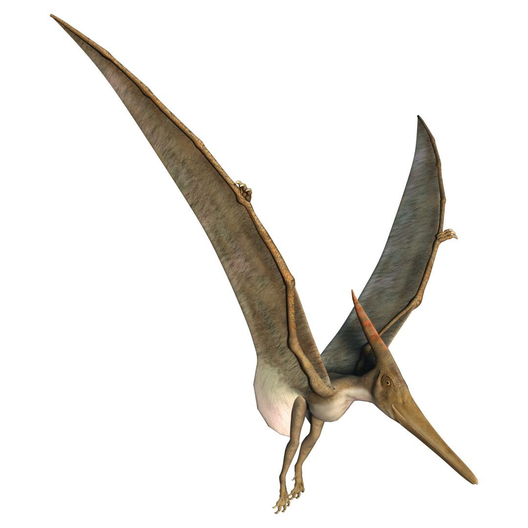 Pterodáctilo