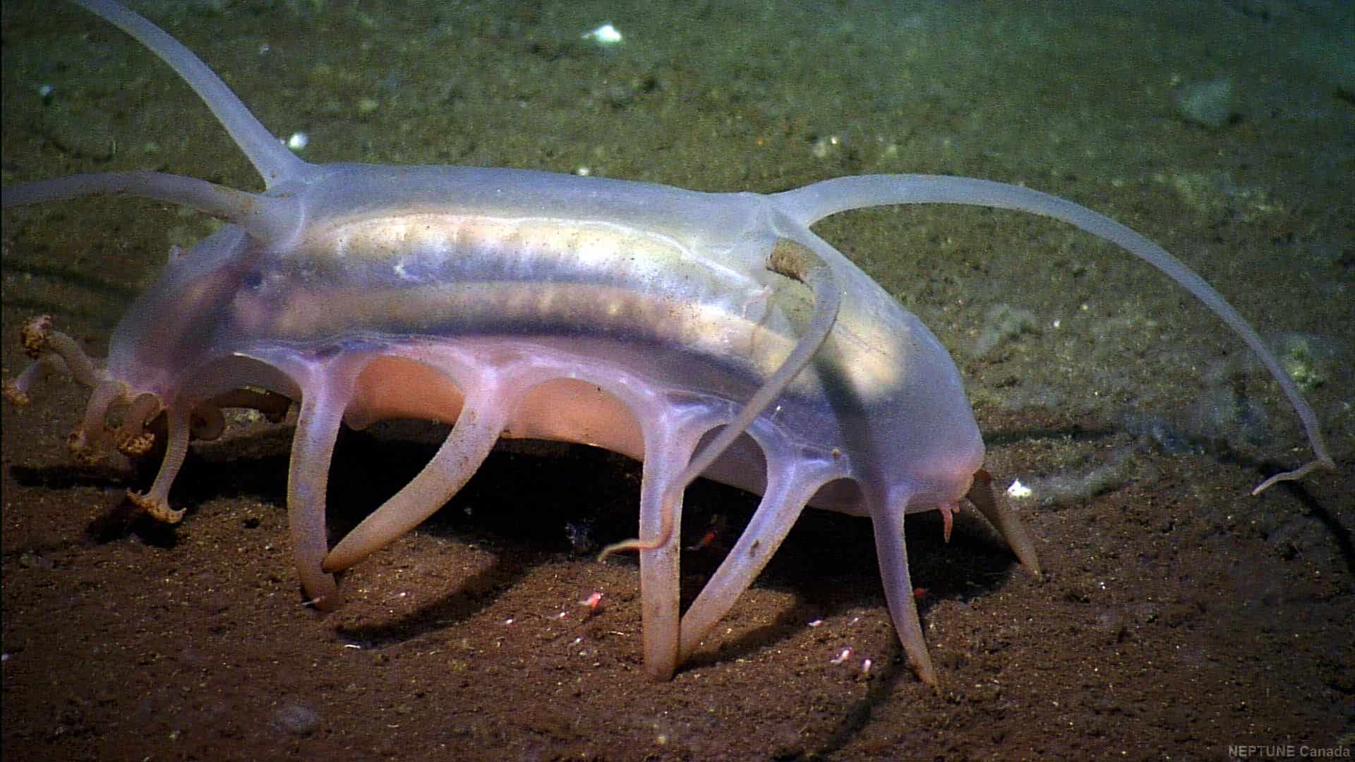 Porco-do-mar - o que é e como vive a espécie típica do fundo do oceano
