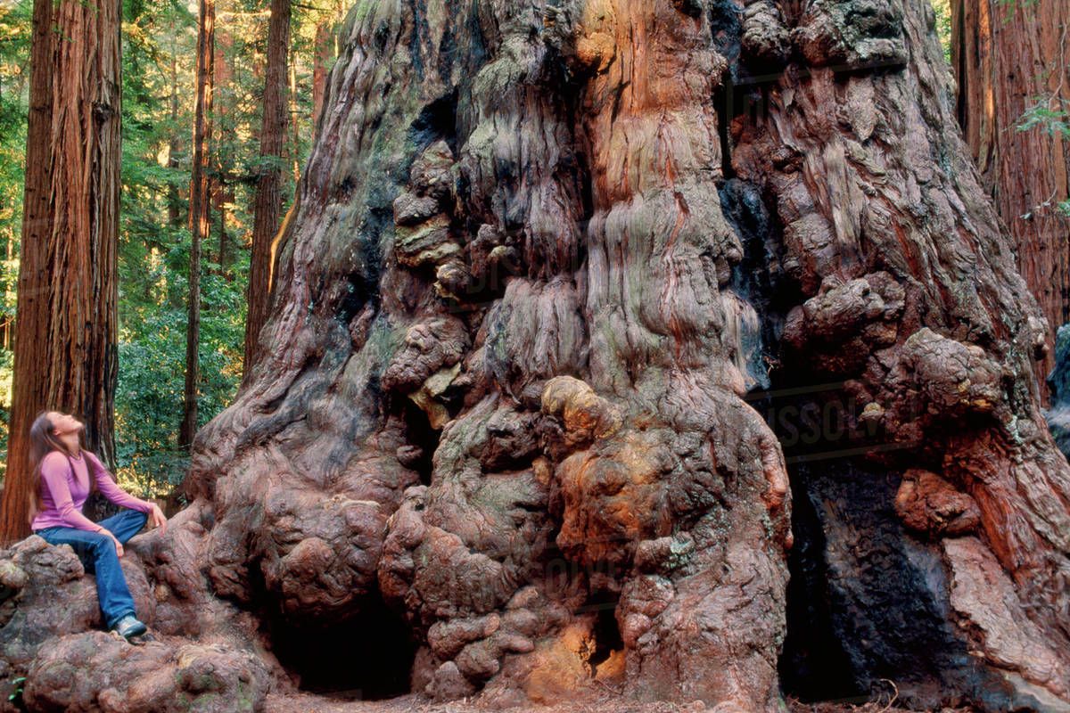 Sequoia gigante - A história da maior árvore do mundo