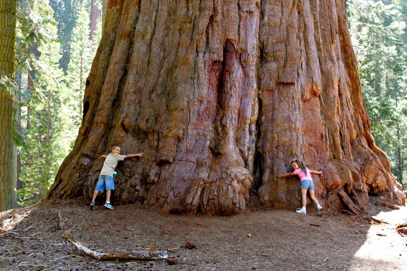 Sequoia gigante - A história da maior árvore do mundo
