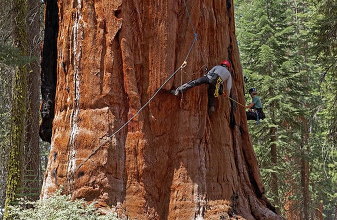 Sequoia gigante - História e características da maior árvore do mundo