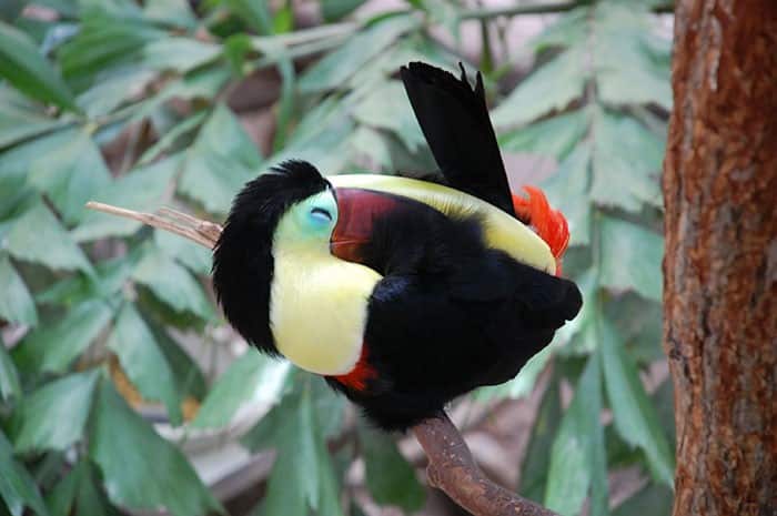 Tucanos - Origem, hábitos, espécies e curiosidades sobre a ave