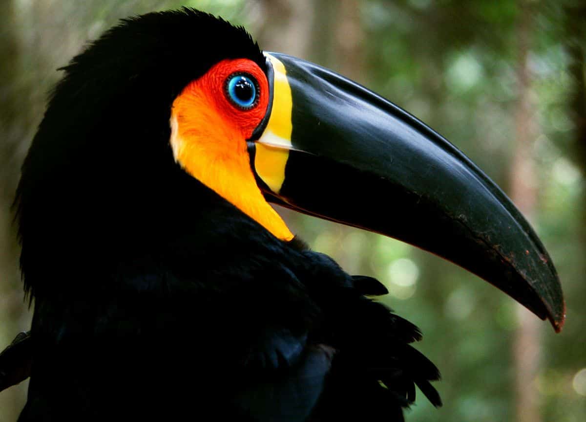 Tucanos - Origem, hábitos, espécies e curiosidades sobre a ave
