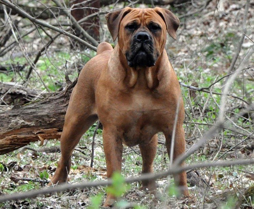 Cachorro gigante - Características e quais as maiores raças