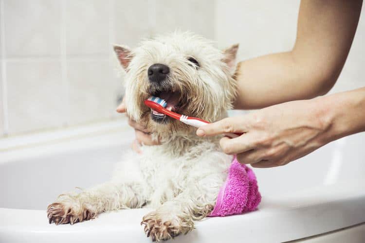Escovar dente de cachorro - porque e como manter o hábito de higiene