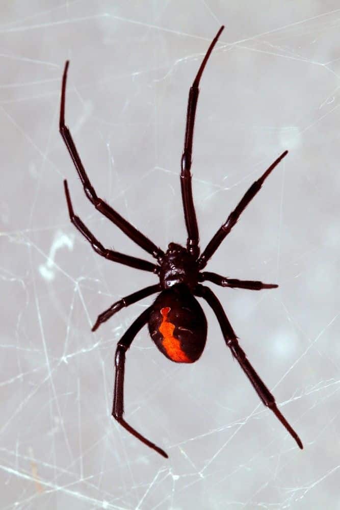 Picada de aranha - Quais fazem mal e o que fazer ao receber uma