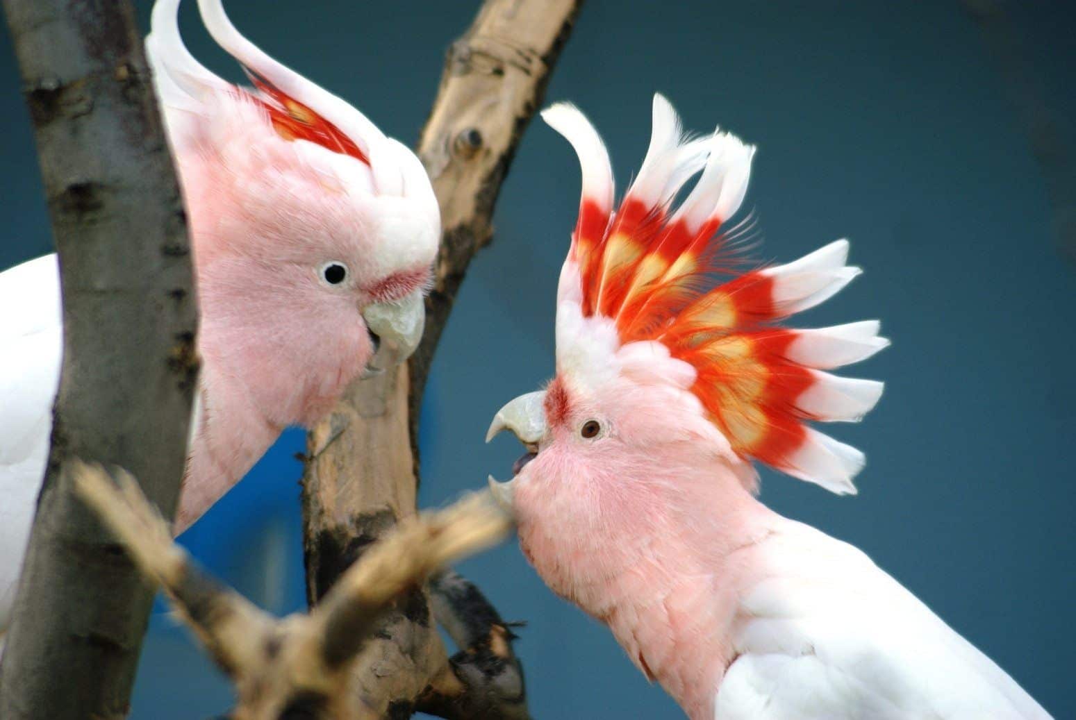Aves exóticas - 15 espécies diferentonas para você conhecer
