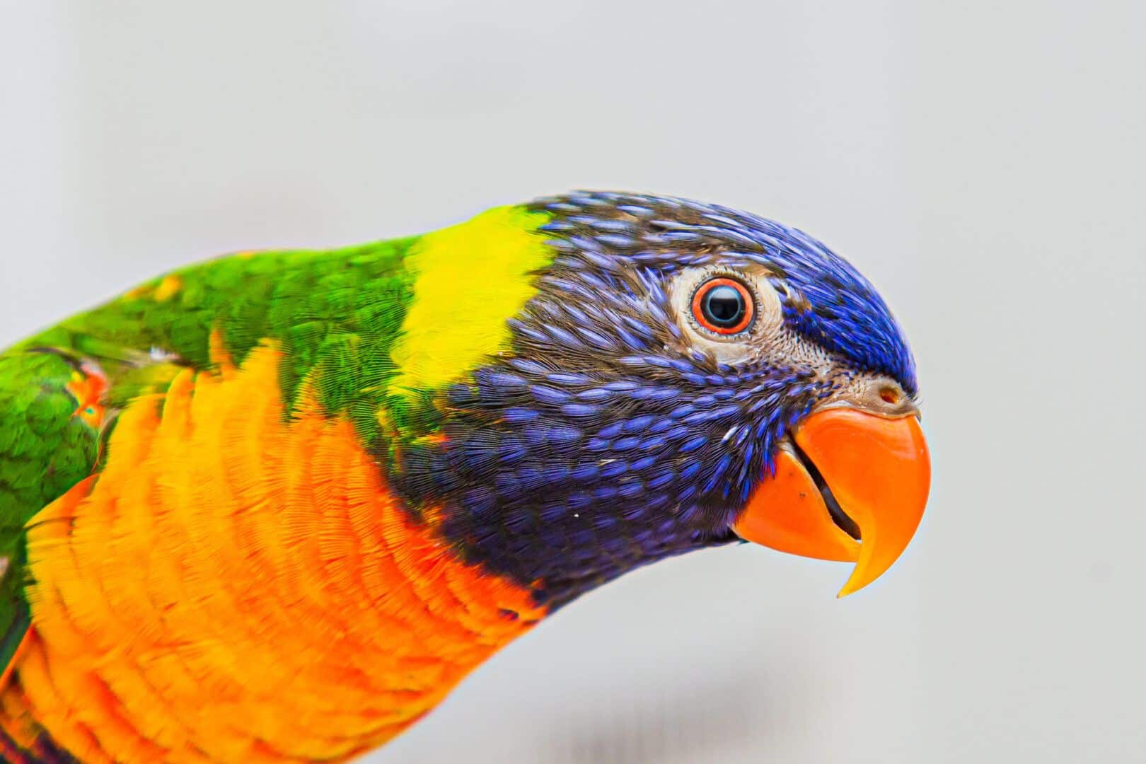 Aves exóticas - 15 espécies diferentonas para você conhecer