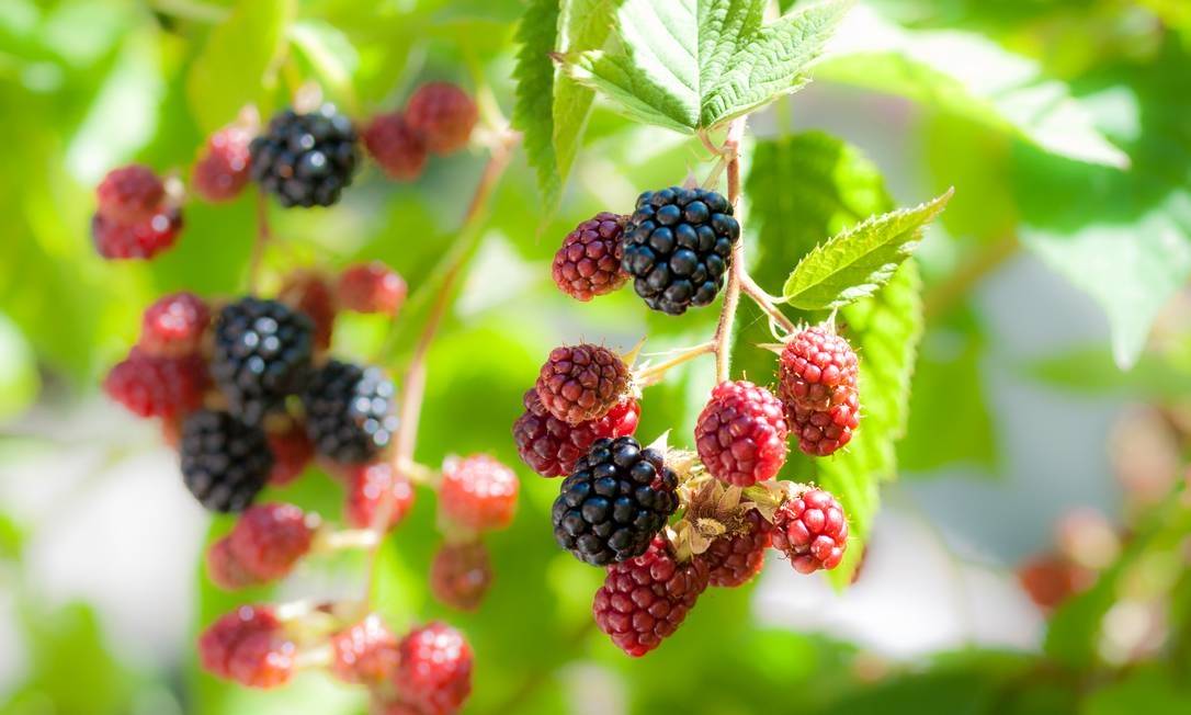 Frutas cítricas - principais benefícios e variações mais populares