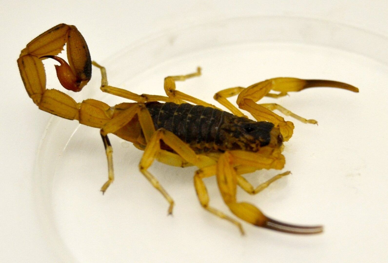 Picada de escorpião - O que fazer, o que não fazer e como evitar