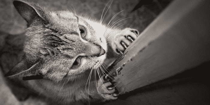 Doença da arranhadura do gato: causas, sintomas e tratamento