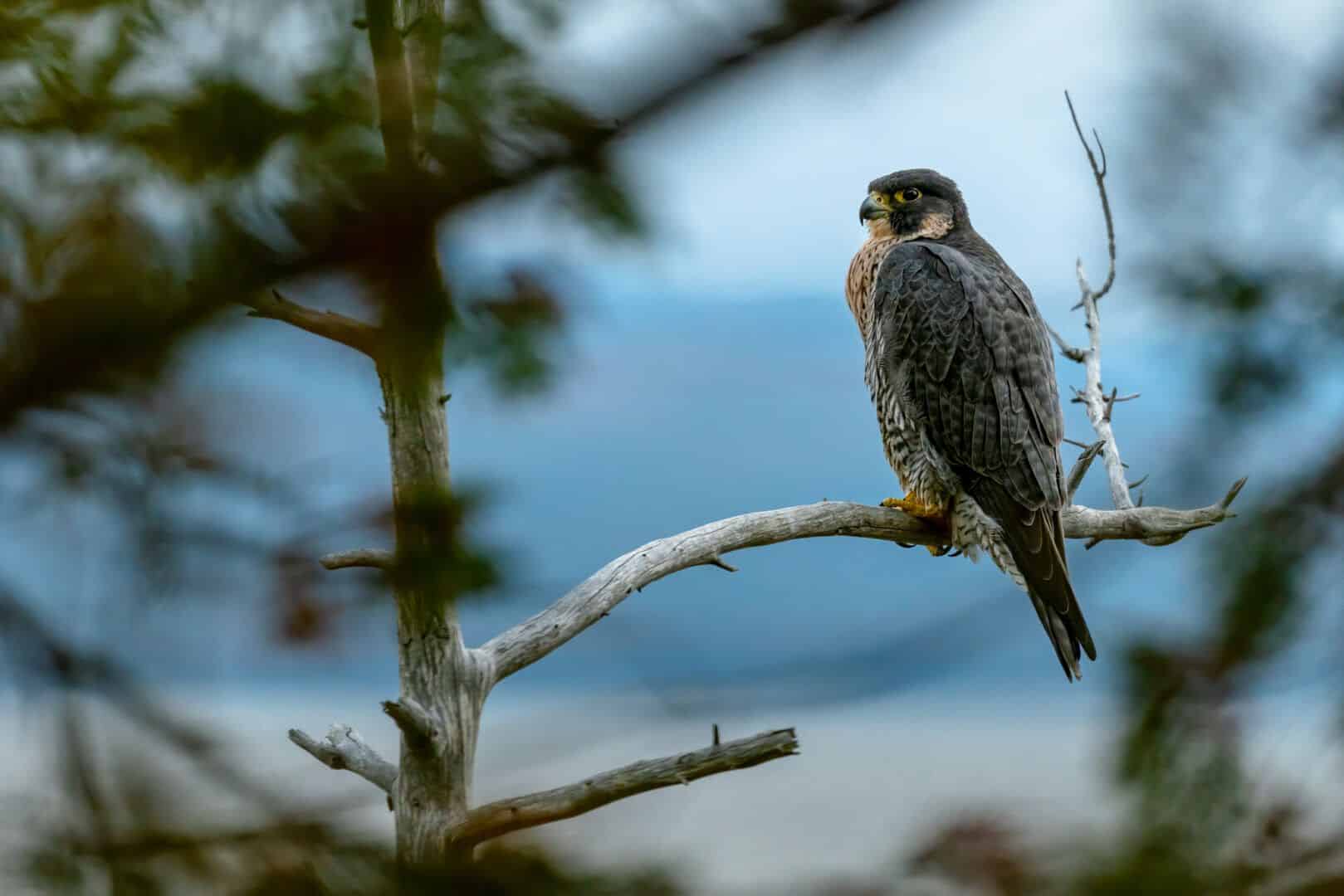 Falcão-peregrino - características e hábitos das espécie andarilha