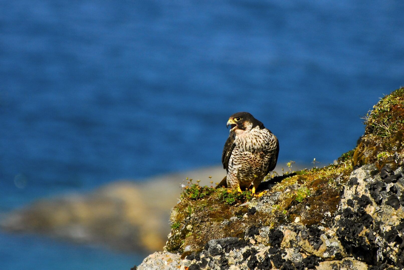 Falcão-peregrino - características e hábitos das espécie andarilha