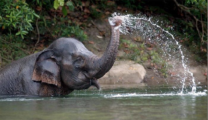 Memória de elefante - Curiosidades e origem da expressão