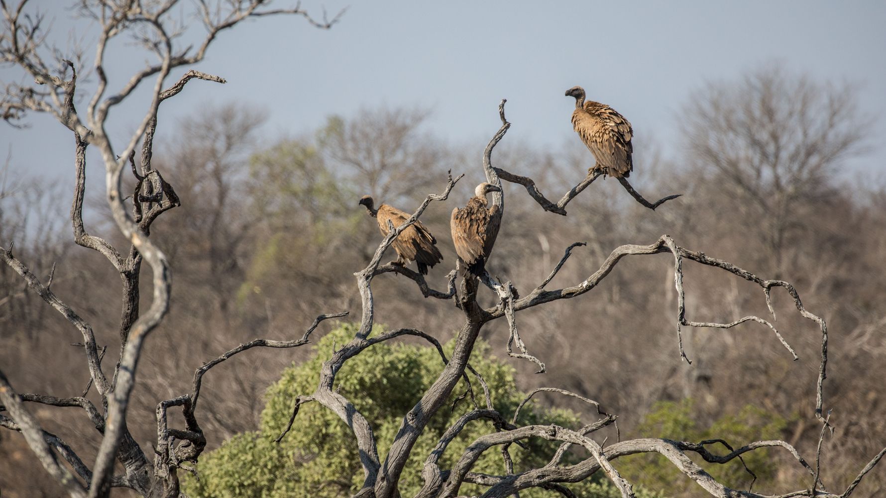 Aves de rapina - o que são, principais características e espécies do grupo