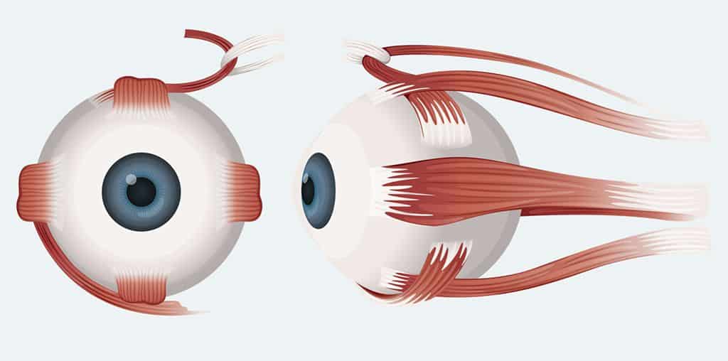 Curiosidades sobre o olho humano - detalhes do funcionamento da visão