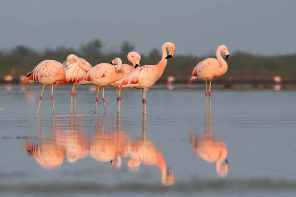 Flamingos - principais características e comportamentos da ave rosada