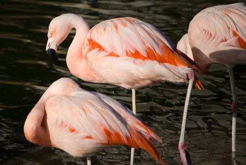 Flamingos - principais características e comportamentos da ave rosada