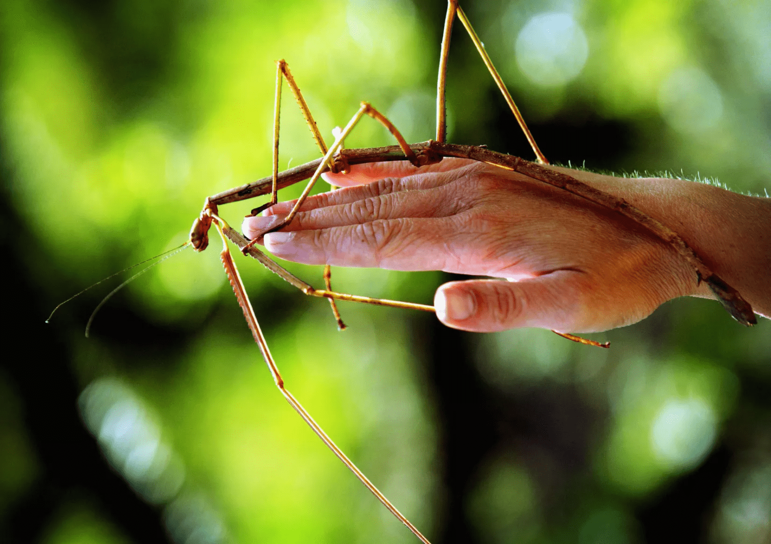 Maiores insetos do mundo - 10 animais que surpreendem pelo tamanho