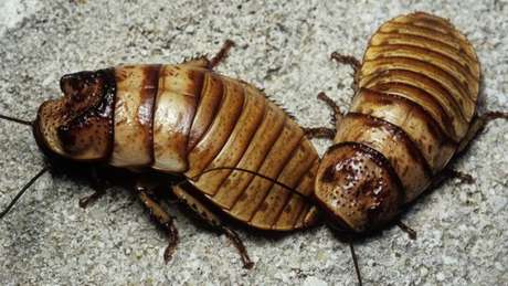 Maiores insetos do mundo - 10 animais que surpreendem pelo tamanho