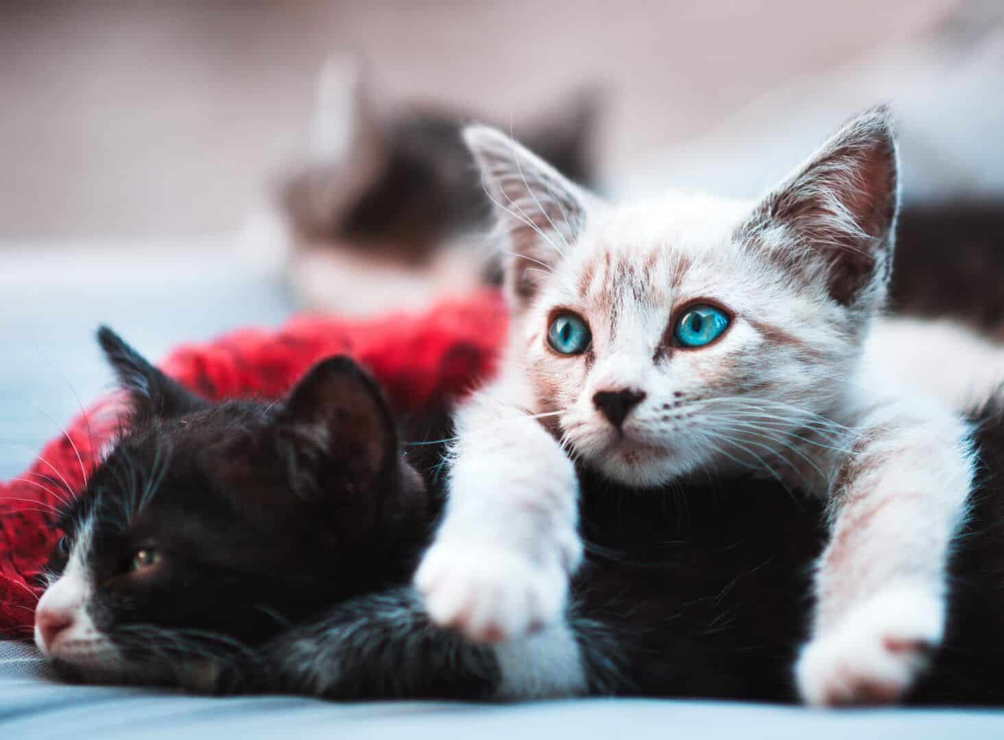 Personalidade dos gatos - Sabia que seu pet tem uma?