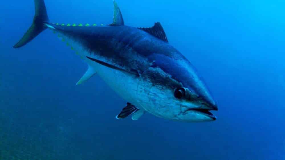 Atum azul: conheça o peixe gigante do Oceano Atlântico